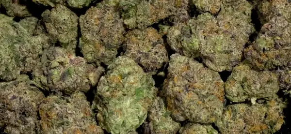 9 LB Hammer - Indica Strain - 40.93% THCa @ FrostyClub.com THCa Wholesale Pros