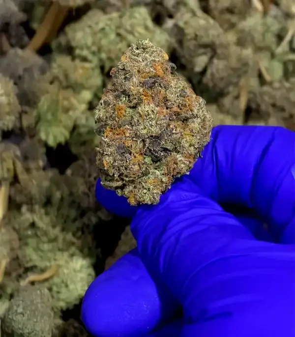 9 LB Hammer - Indica Strain - 40.93% THCa @ FrostyClub.com THCa Wholesale Pros