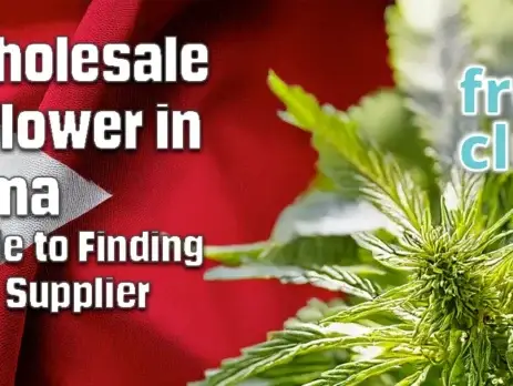 Buy Wholesale THCa Flower in Alabama Your Guide to Finding the Right Supplier @ FrostyClub.com - Best Wholesale THCa!
