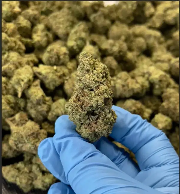 Double Runtz THCa Flower Indica