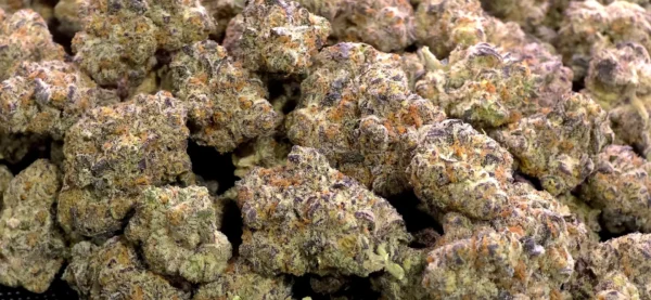 Grape Stomper THCa Flower Sativa