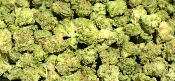 Hawaiian Haze Smalls
