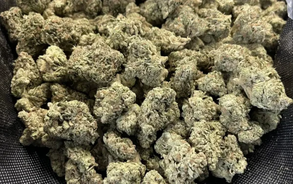 Hindu Kush #2 THCa Flower Indica Hindu Kush #2 THCa Flower Indica