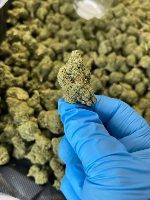 Dump Truck #2 THCa Flower Indica Dump Truck #2 THCa Flower Indica