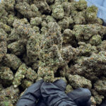 Jelly Donut THCa Flower Indica