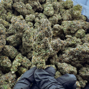 Jelly Donut THCa Flower Indica