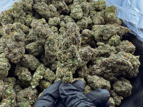 Jelly Donut THCa Flower Indica