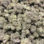 Sherbanger THCa Flower Hybrid