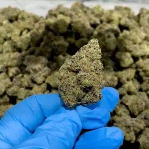 Candyland Kush