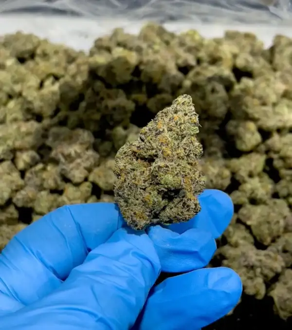 Candyland Kush