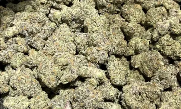 Candyland Kush