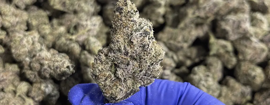 Pink Pineapple THCa Flower Sativa