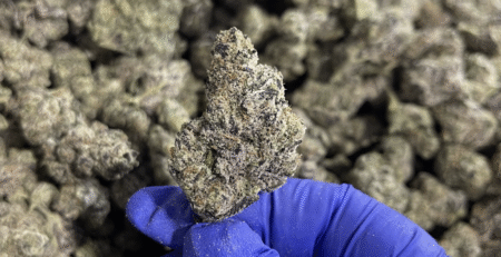 Pink Pineapple THCa Flower Sativa