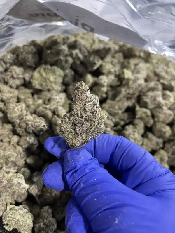 Pink Pineapple THCa Flower Sativa