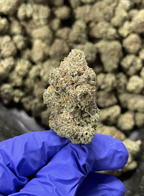 Presidential Kush THCa Flower Indica
