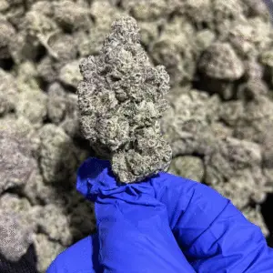 Krystal Kush THCa Flower Sativa