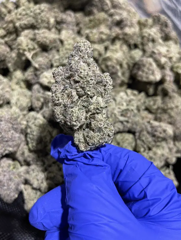 Krystal Kush THCa Flower Sativa