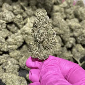 Jet Fuel Runtz THCa Flower Sativa