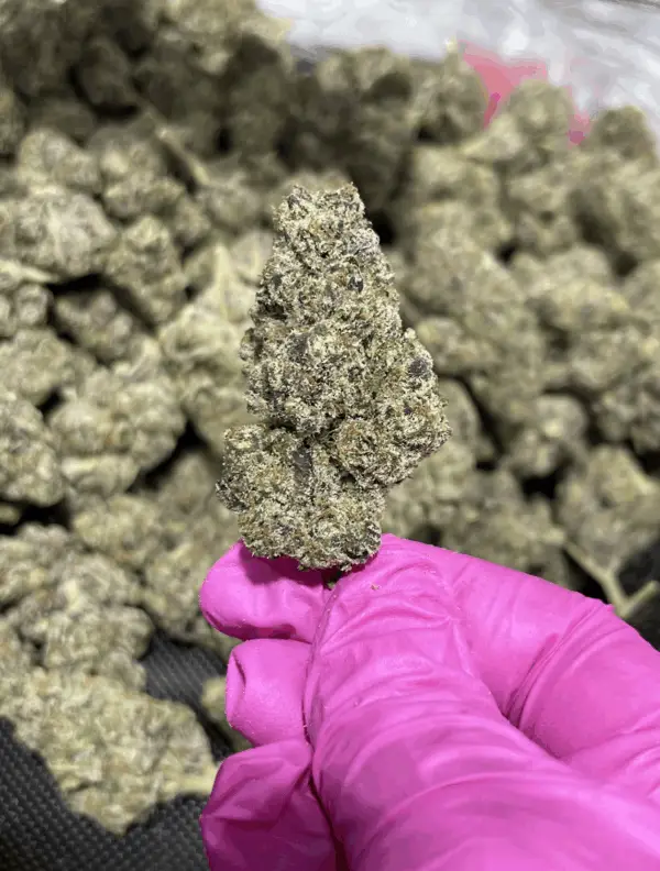 Jet Fuel Runtz THCa Flower Sativa