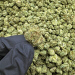 Skittles THCa Flower Indica