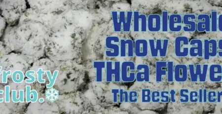 Wholesale Snow Caps THCa Flower: The Best Sellers @ FrostyClub.com - Best Wholesale THCa!