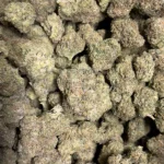 Alabama Slamma - Sativa Strain - High THCa Flower - 32.13% - Private Reserve - Image 3