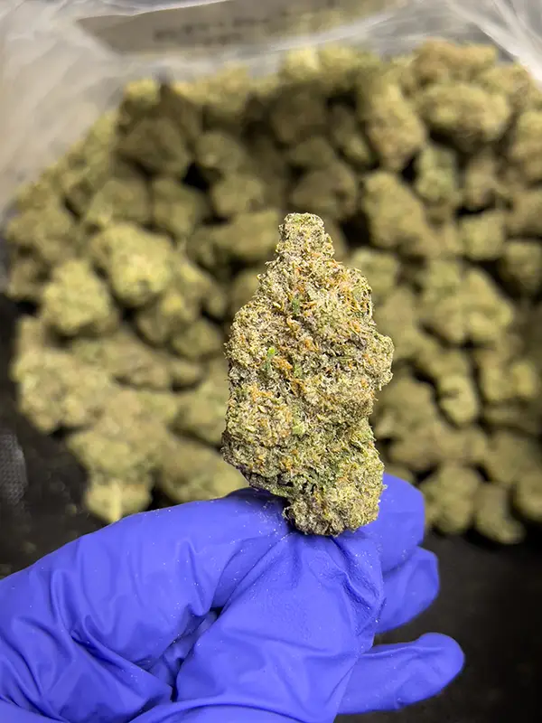 Alabama Slamma - Indica Strain - High THCa Flower - 37.24% - Private Reserve @ FrostyClub.com Wholesale - Fast Shipping!