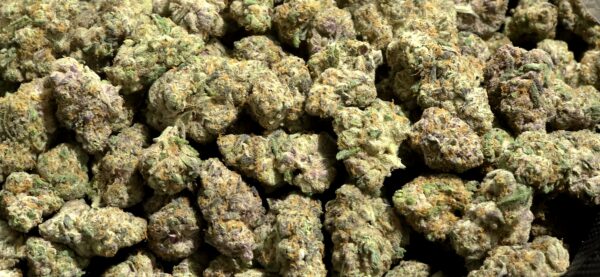 Cheetah Breath – Hybrid Strain – THCa Flower – 37.39% – Private Reserve @ FrostyClub.com
