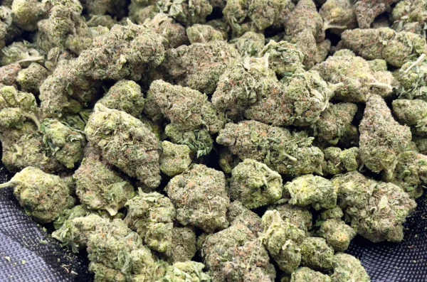 Prohibition Sour THCa Flower Sativa Prohibition Sour THCa Flower Sativa