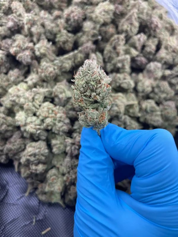Red Bull THCa Flower Indica Red Bull THCa Flower Indica
