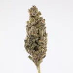 Kept Secret (S) - 31.05% THCa - EX - Image 2