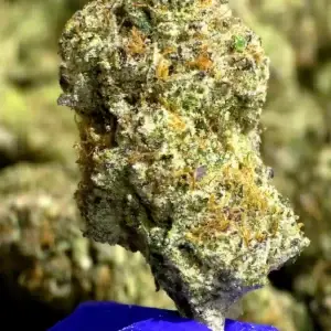 Prohibition Candy - 37.42% THCa - PR - Image 1