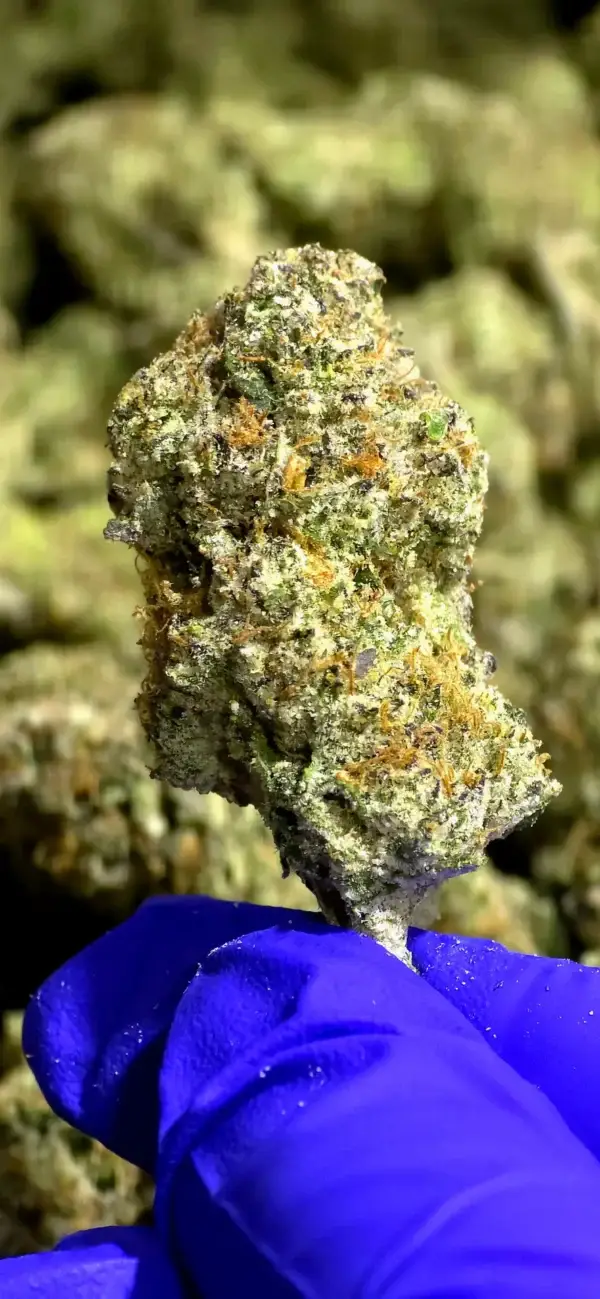 Prohibition Candy