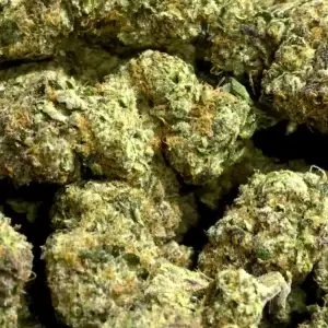 Prohibition Candy - 37.42% THCa - PR - Image 2