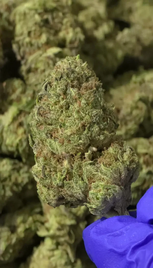 Prohibition Sour THCa Flower Sativa