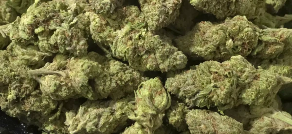 Prohibition Sour THCa Flower Sativa