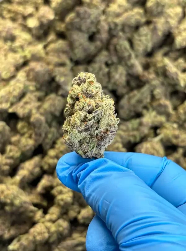 Eddy White Eddy White