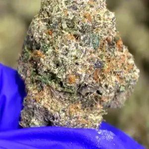 Cruise Control THCa Flower Sativa