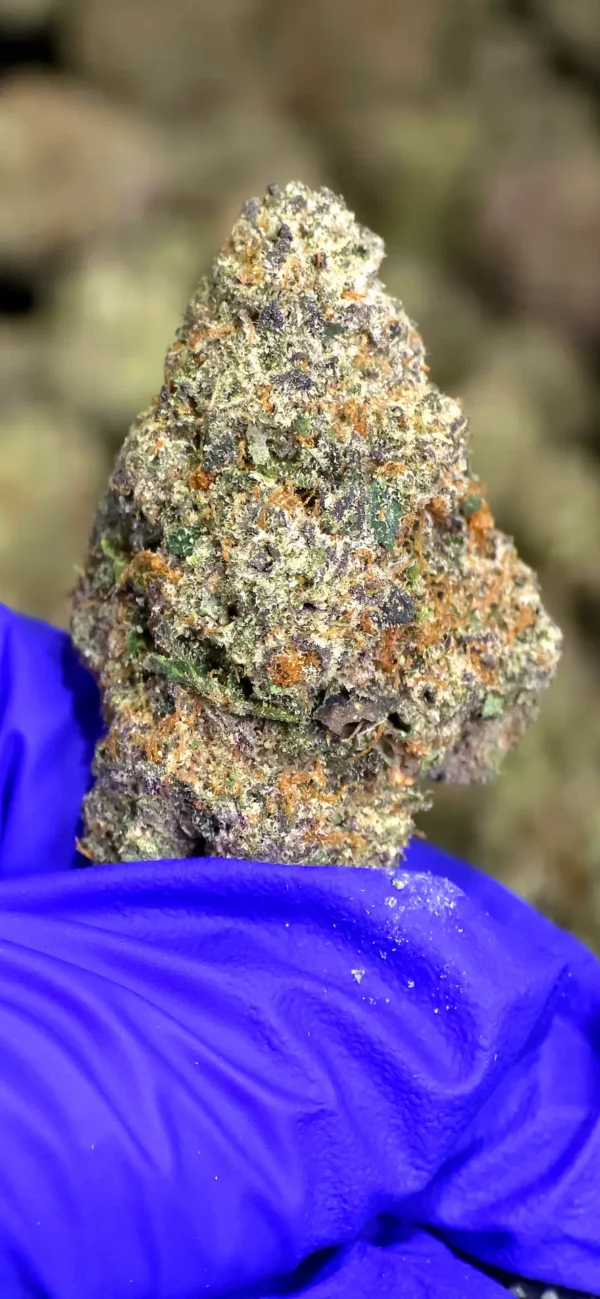 Cruise Control THCa Flower Sativa Cruise Control THCa Flower Sativa