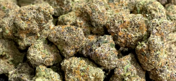 Cruise Control THCa Flower Sativa