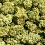 Durban Haze Smalls THCa Flower Sativa