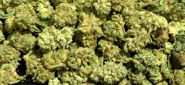 Durban Haze Smalls THCa Flower Sativa Durban Haze Smalls THCa Flower Sativa