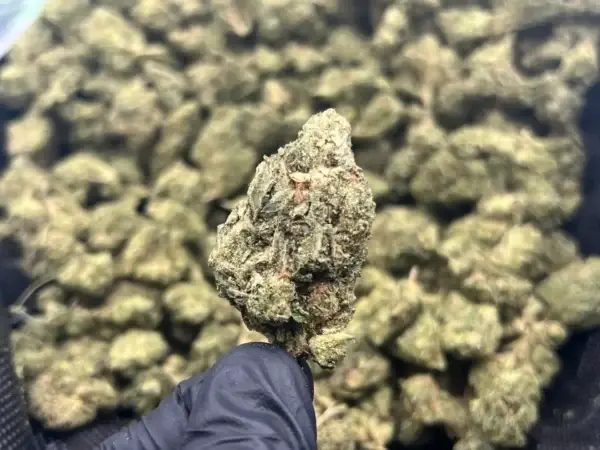 Gorilla Glue - Indica Strain - Exotic THCa Flower - 32.66%