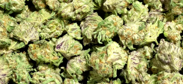 Purple Gushers Smalls THCa Flower Hybrid