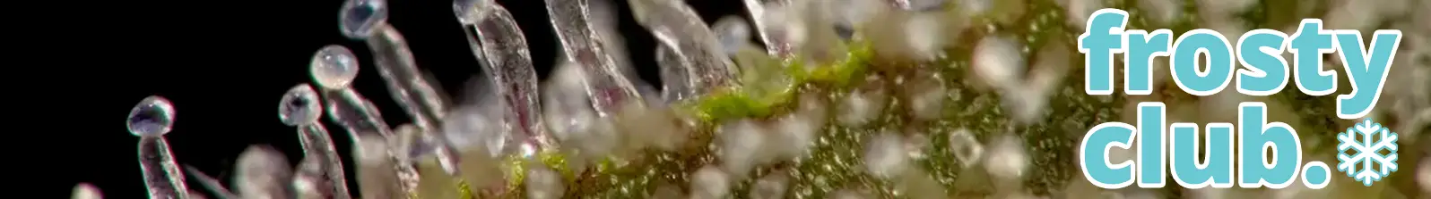 THCa Pounds for Sale: Retail Pricing Guide 2025 from FrostyClub.com Blogs - The Pros Who Know THCa Flower Overnight Delivery