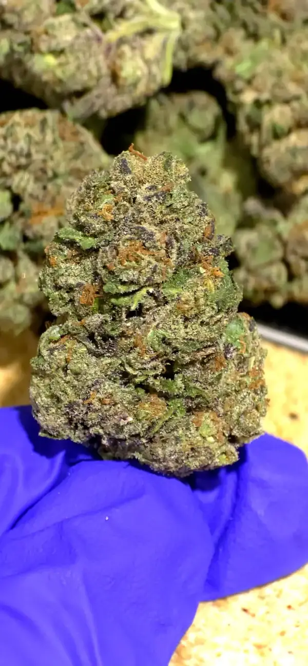 Astro Candy LD