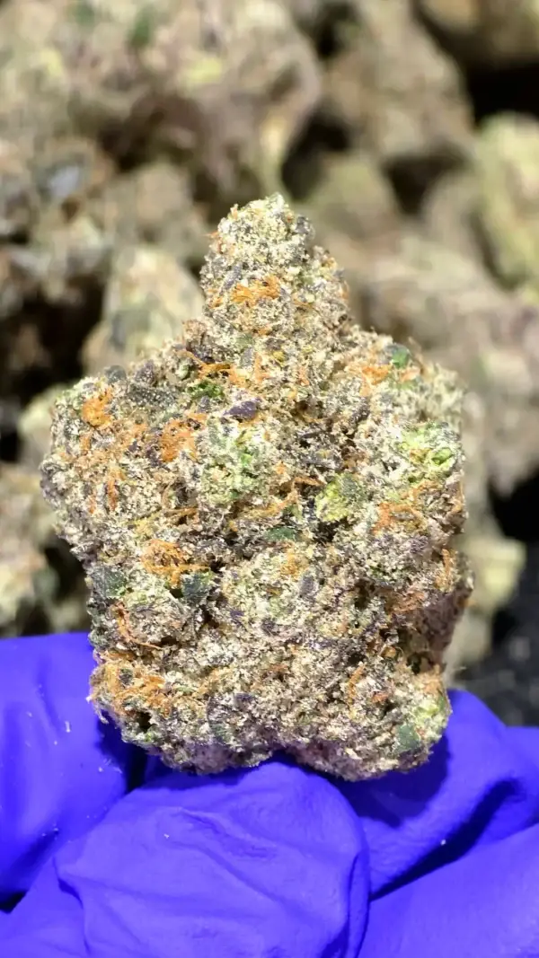 Dump Truck THCa Flower Indica