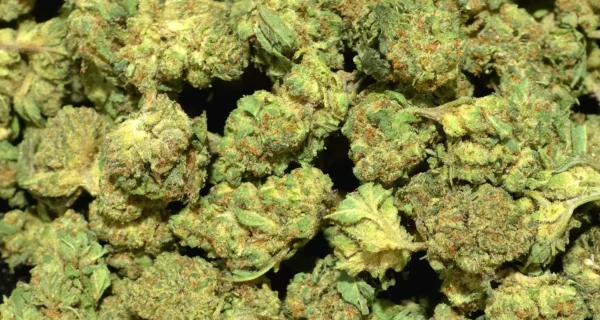 Green Crack #2 Smalls THCa Flower Sativa