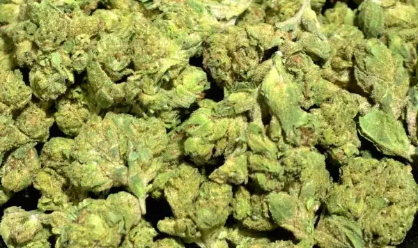 Ice Cream Gelato Smalls THCa Flower Indica Ice Cream Gelato Smalls THCa Flower Indica