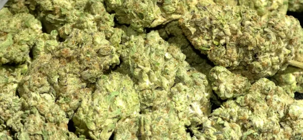 Jilly Bean - THCa Flower - Sativa - 35.37% - Private Reserve